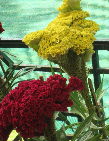Amaranth flower